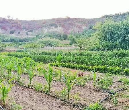 Farm stay Masseria Sardo Pozzuoli